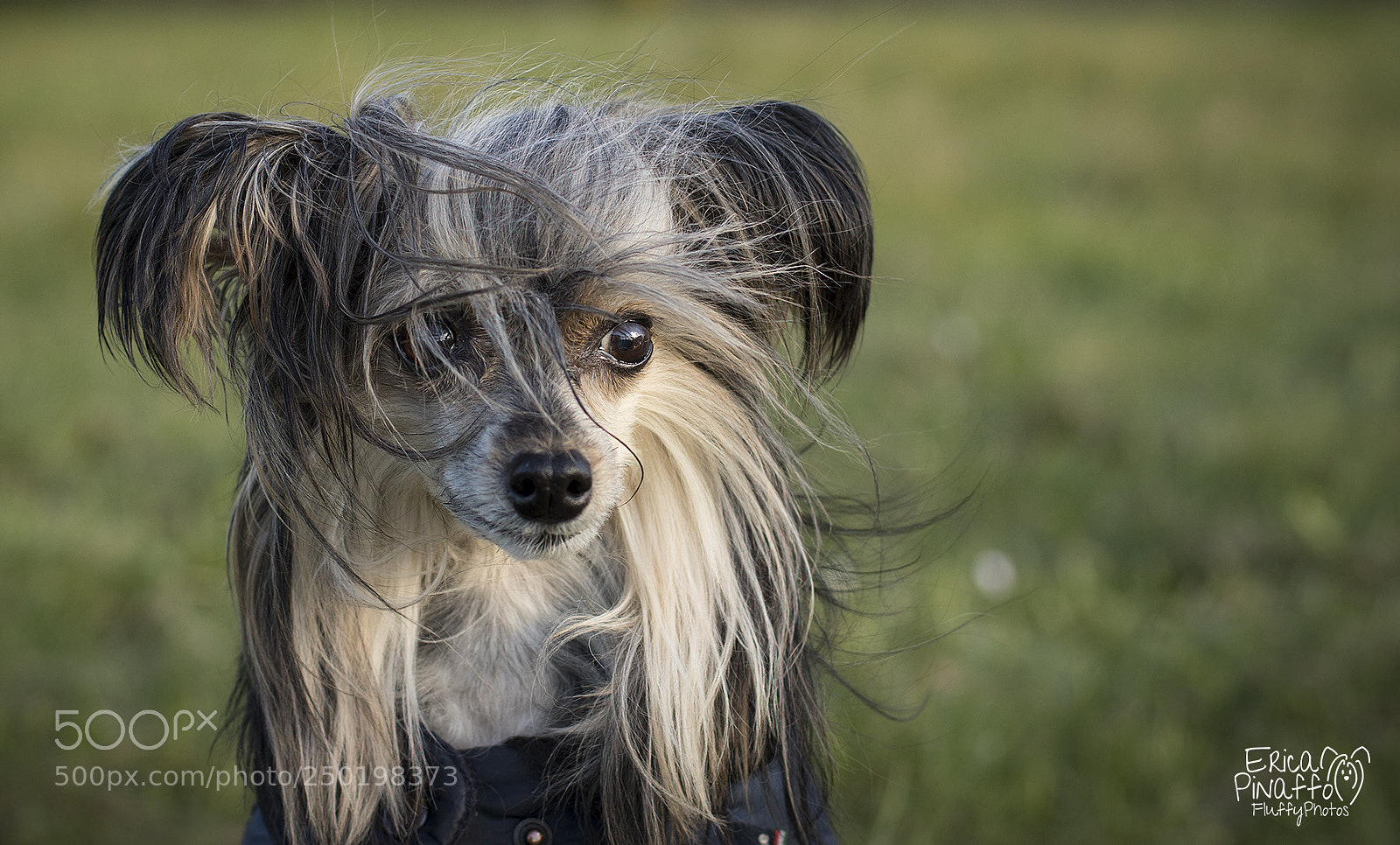 Canon EOS 800D (EOS Rebel T7i / EOS Kiss X9i) sample photo. Greta photography