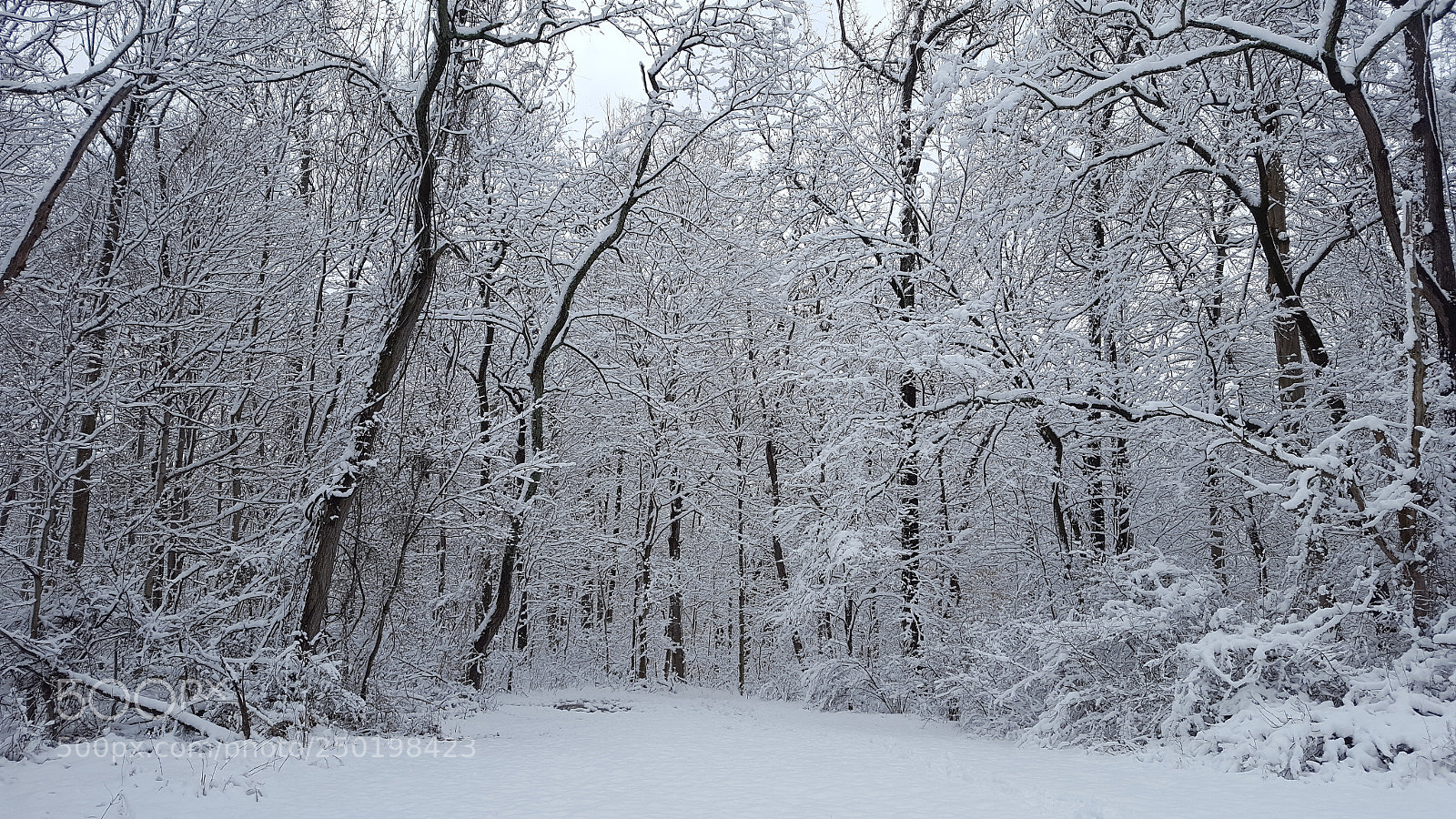 Samsung Galaxy S6 sample photo. Snow at lapping park photography