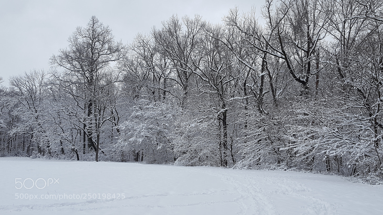 Samsung Galaxy S6 sample photo. Snow at lapping park photography