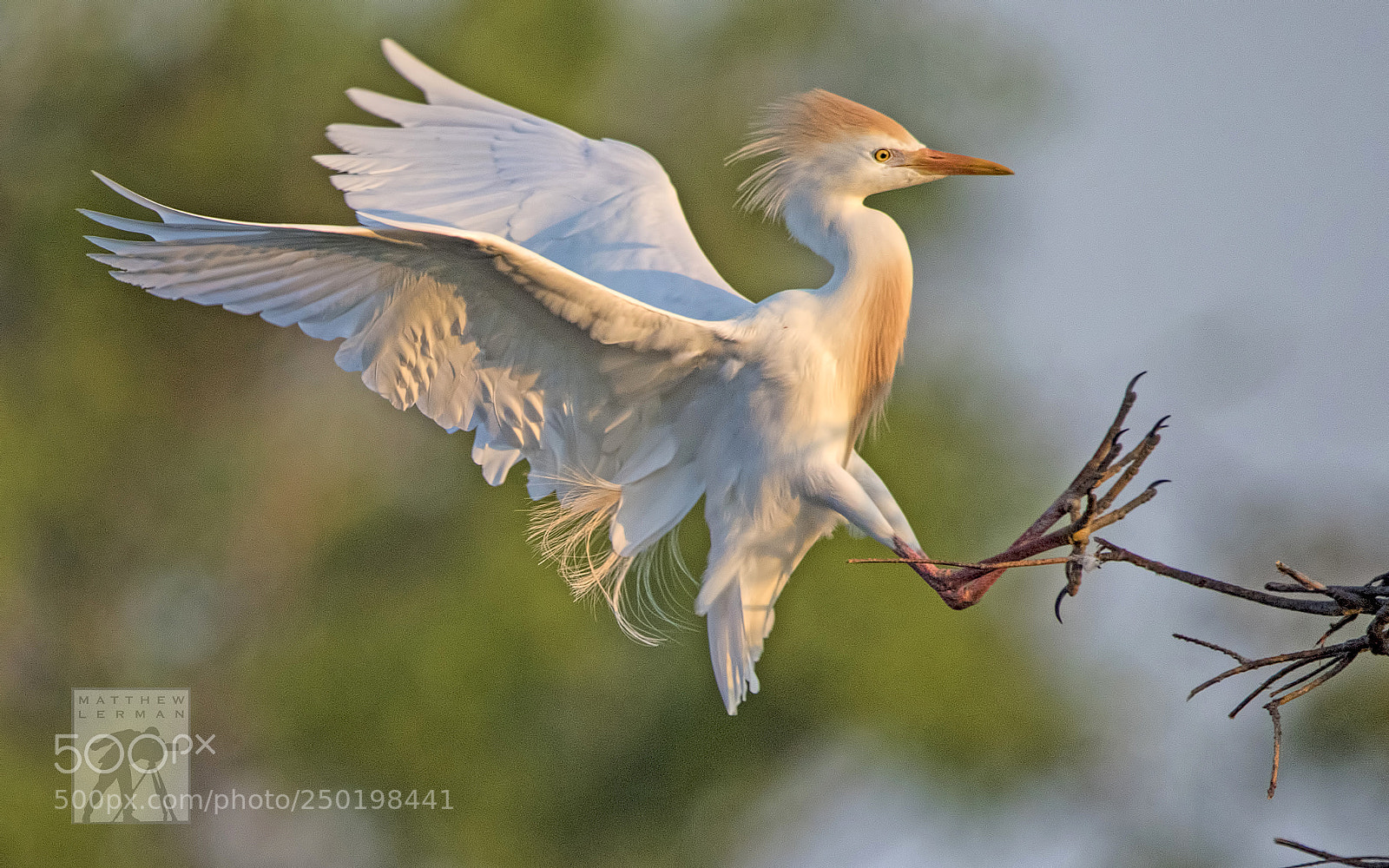 Nikon D810 sample photo. Agile  1698 photography