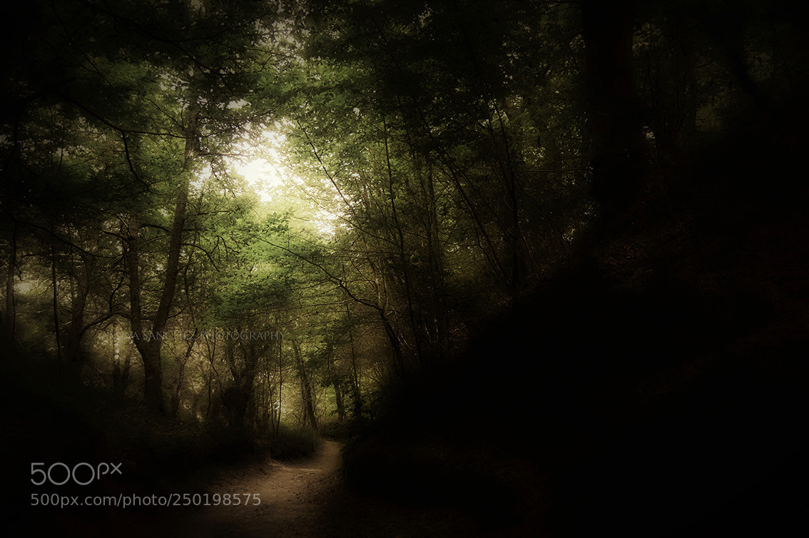 Nikon D3200 sample photo. "the dark passage..." photography
