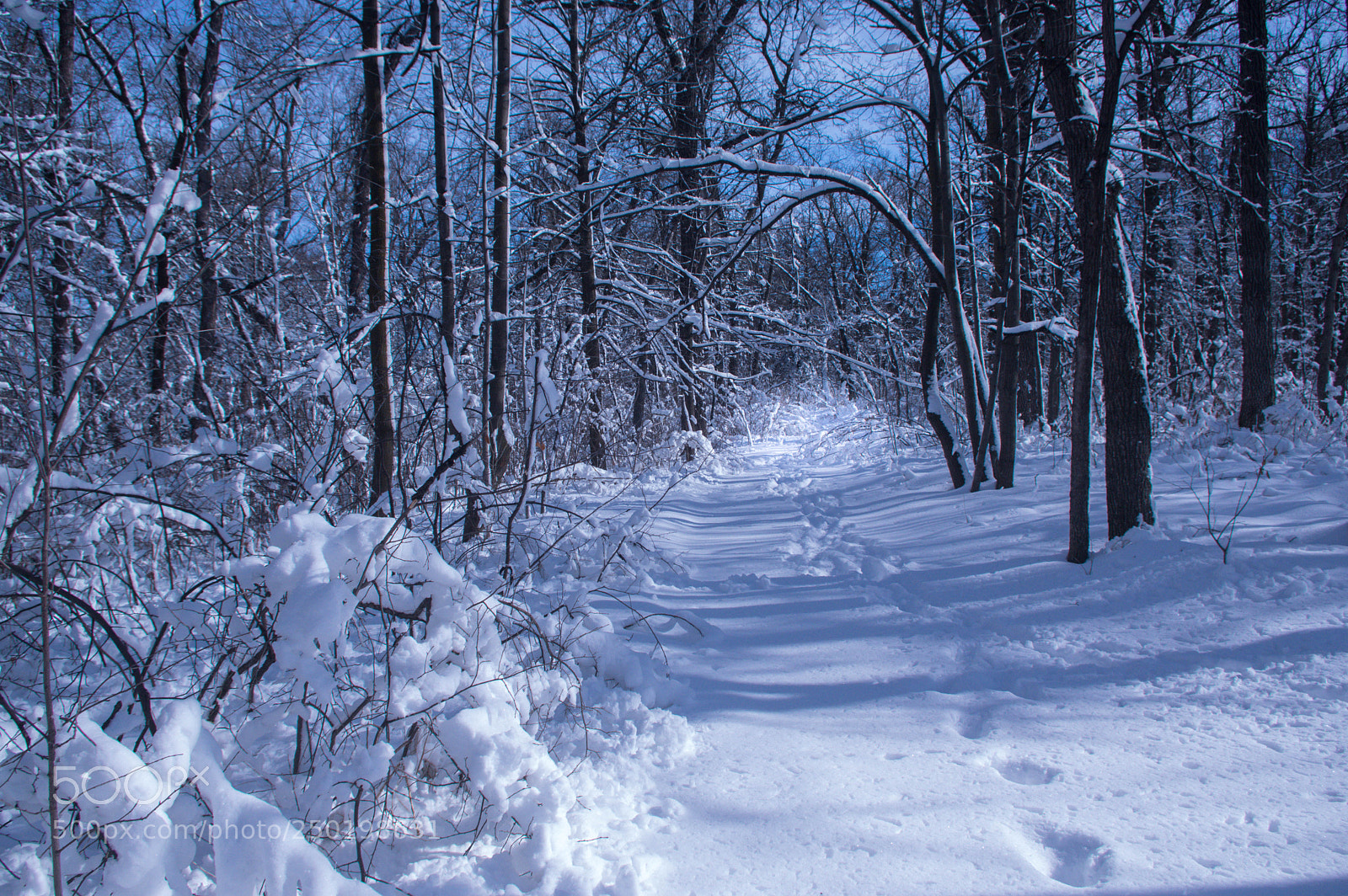 Pentax K-3 II sample photo. St. vital park trail photography