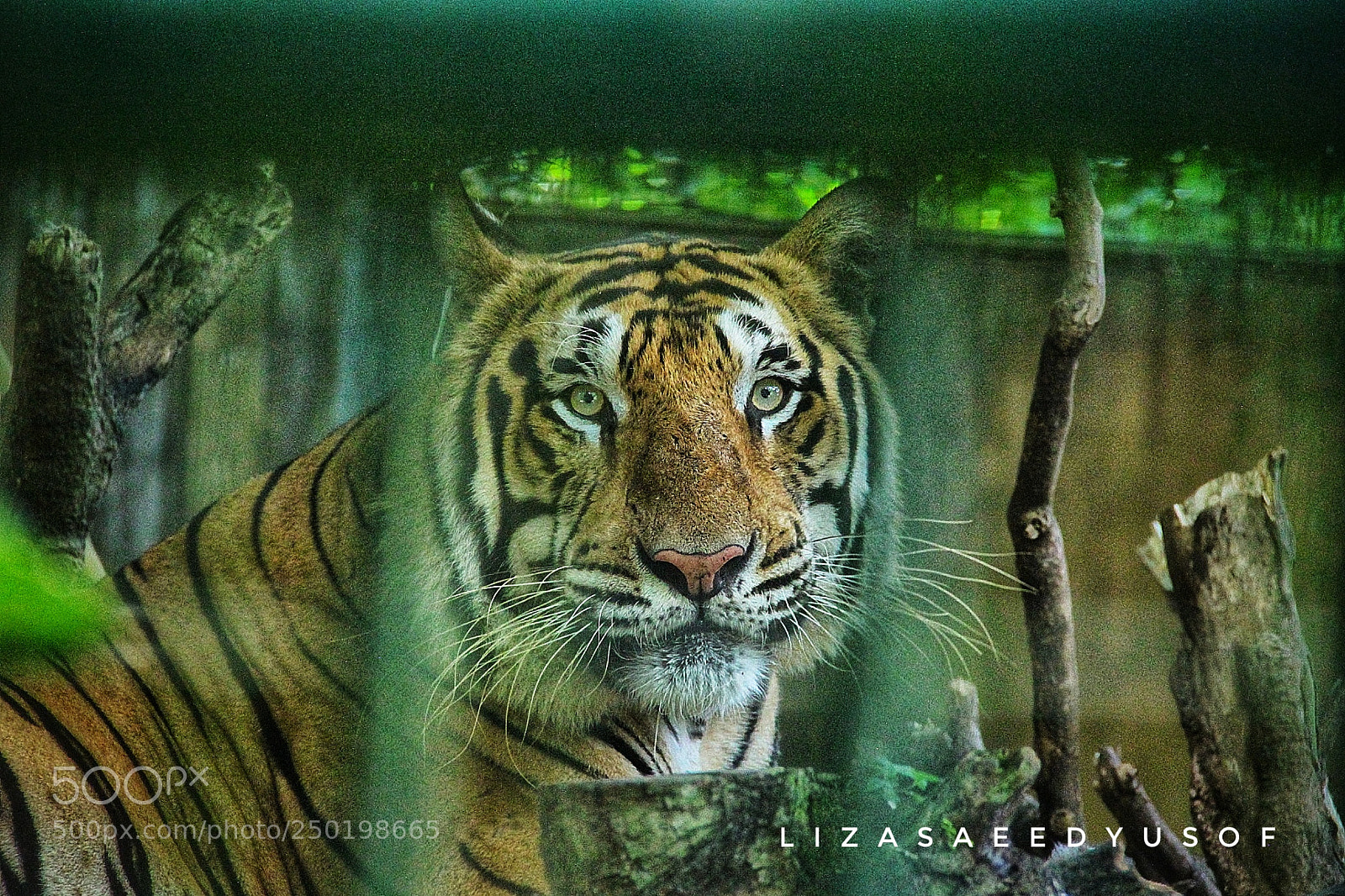 Canon EOS 500D (EOS Rebel T1i / EOS Kiss X3) sample photo. Eyes of the tiger photography