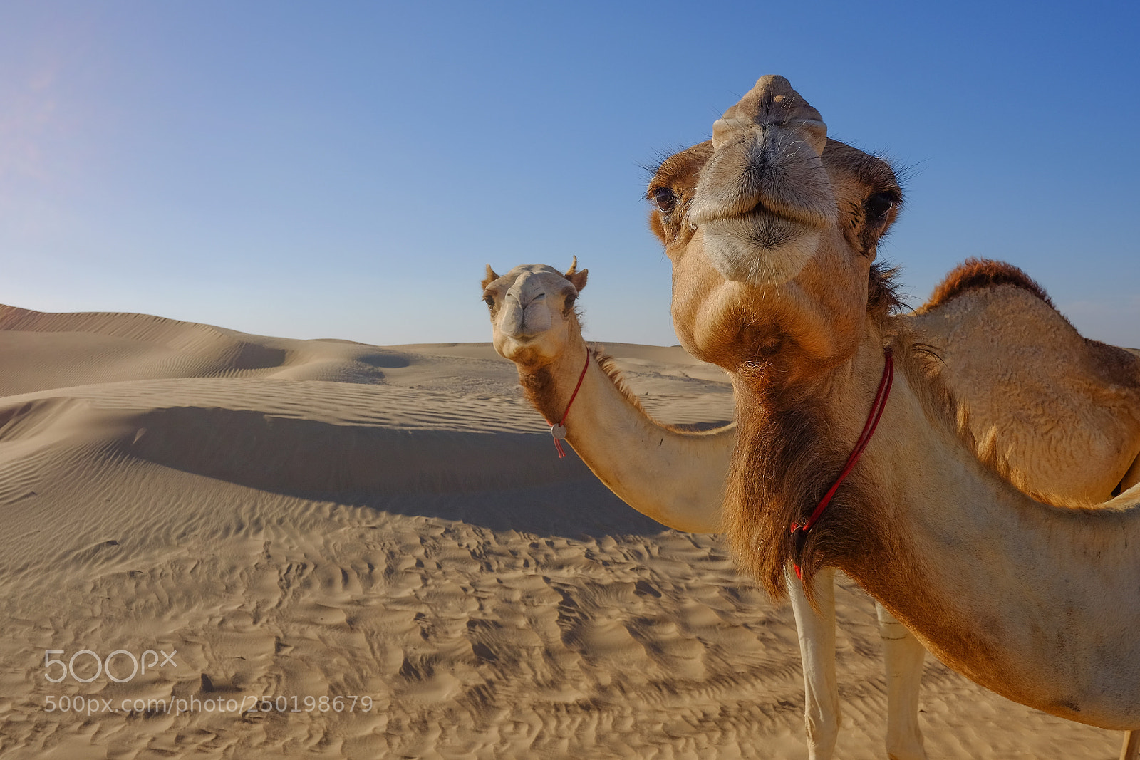Fujifilm X-T1 sample photo. Camels photography