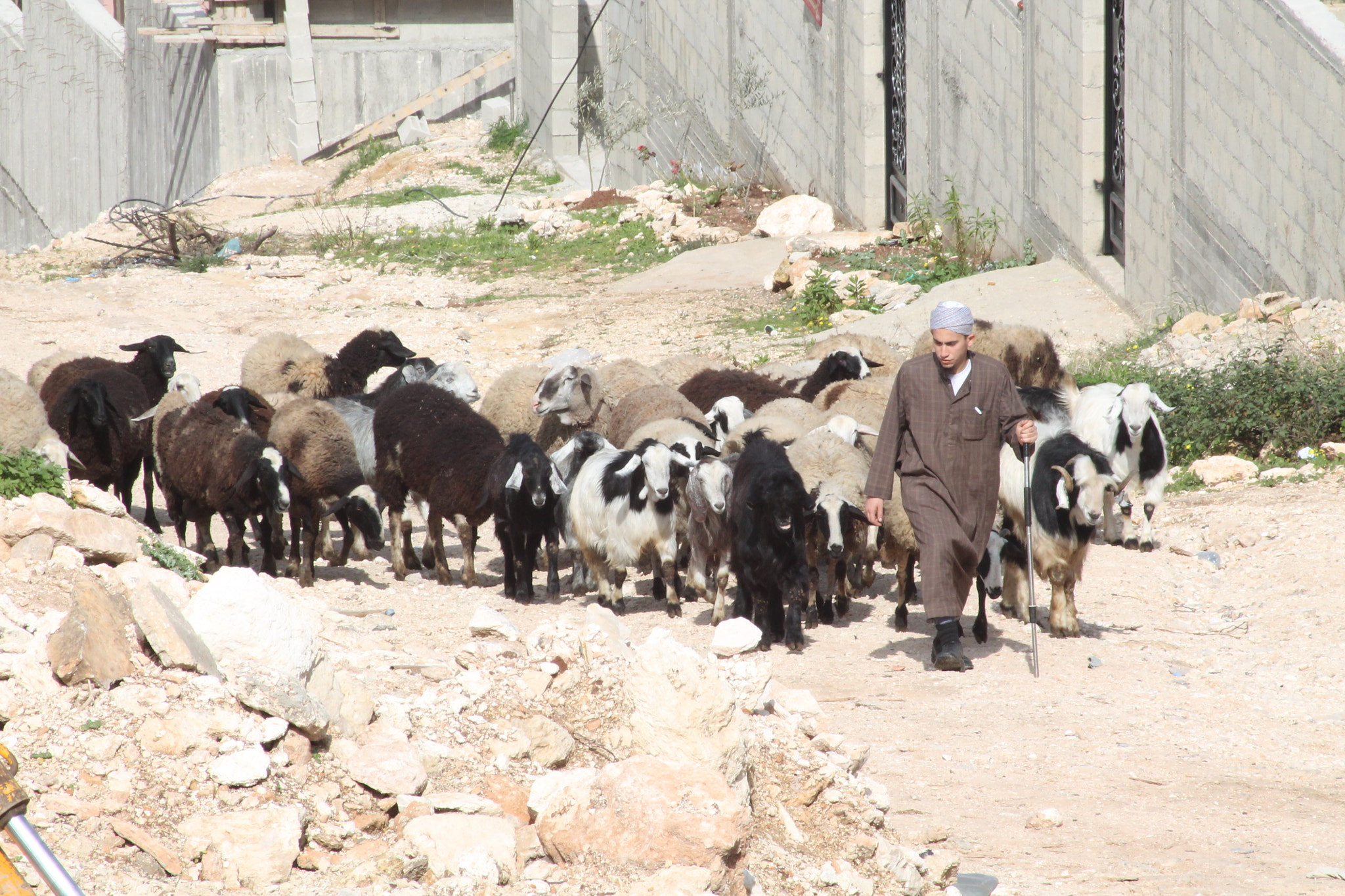 Canon EOS 1100D (EOS Rebel T3 / EOS Kiss X50) sample photo. Lonely shepherd 2 photography