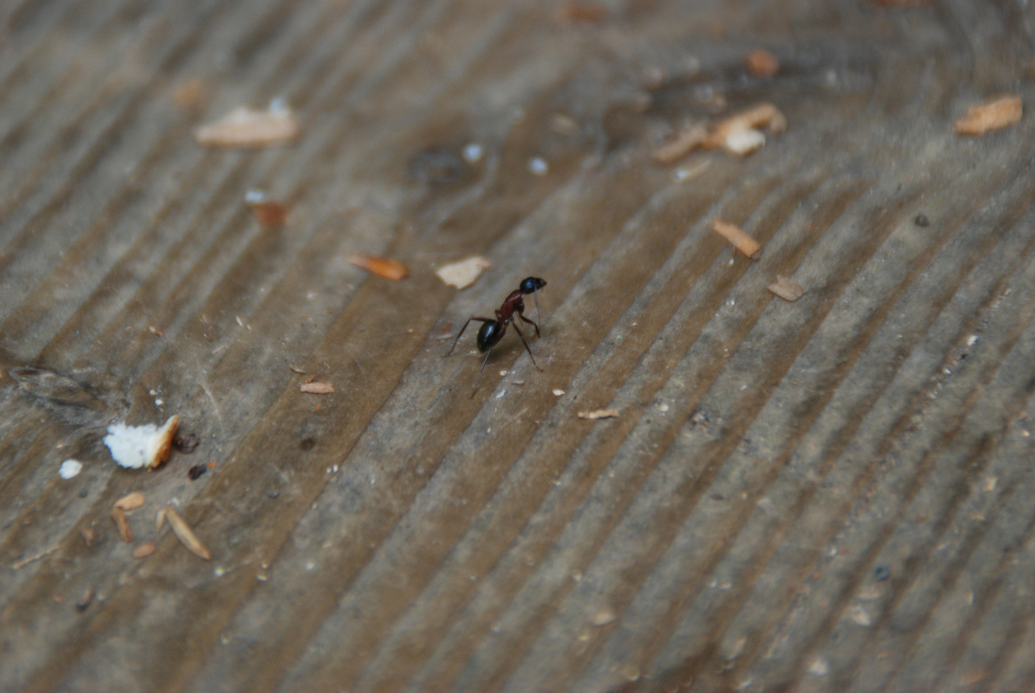 Nikon D80 + Tamron AF 18-200mm F3.5-6.3 XR Di II LD Aspherical (IF) Macro sample photo. An ant's life photography