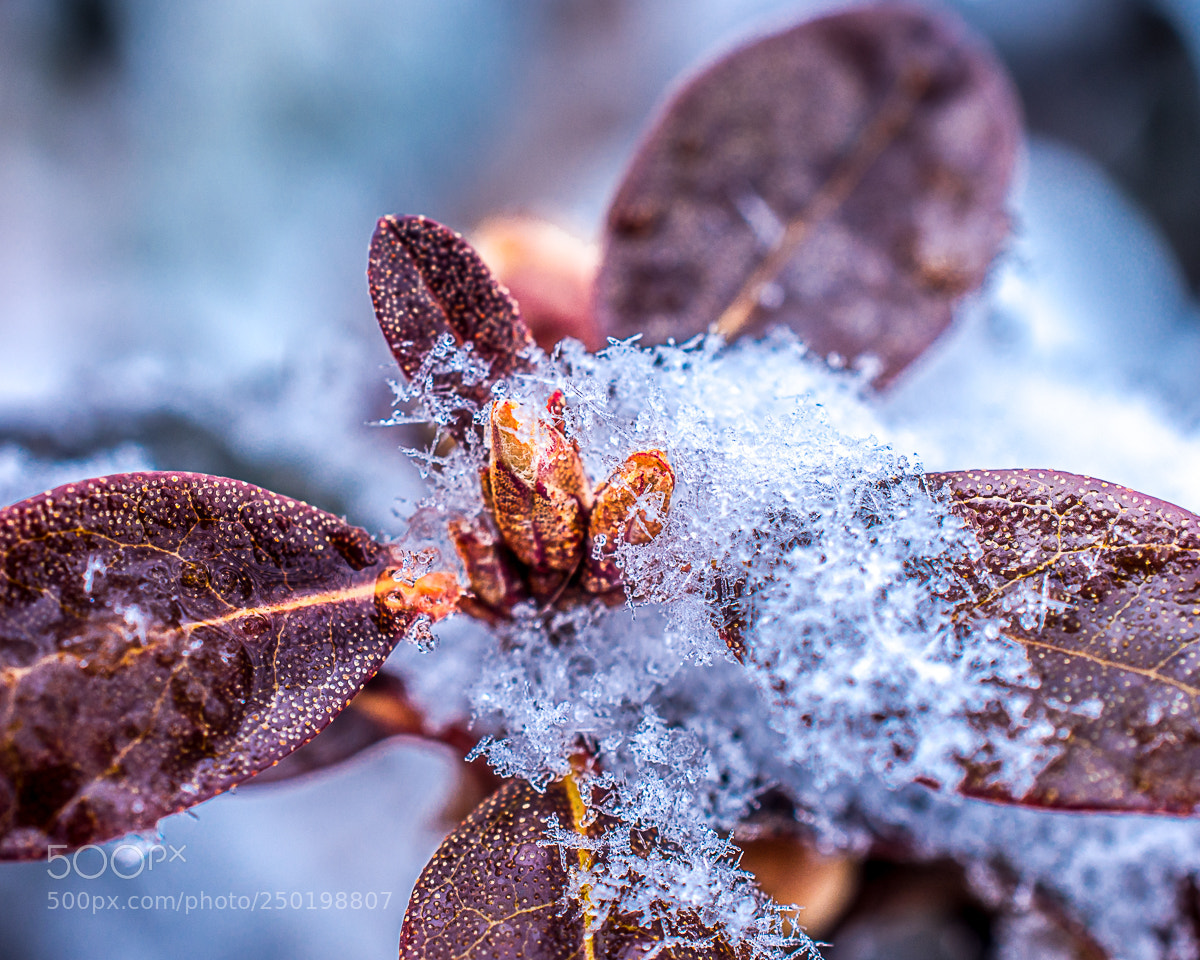 Nikon D7200 sample photo. Untitled photography