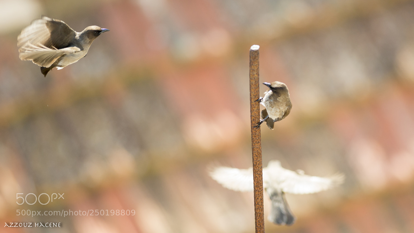 Nikon D800E sample photo. Bulbul des jardins photography