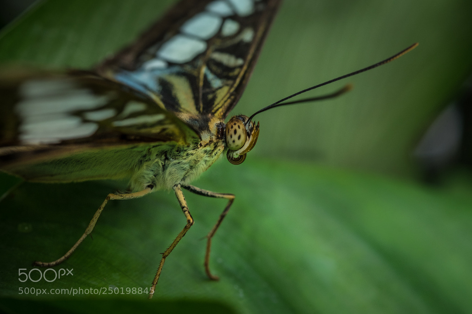 Fujifilm X-T1 sample photo. Schmetterling photography