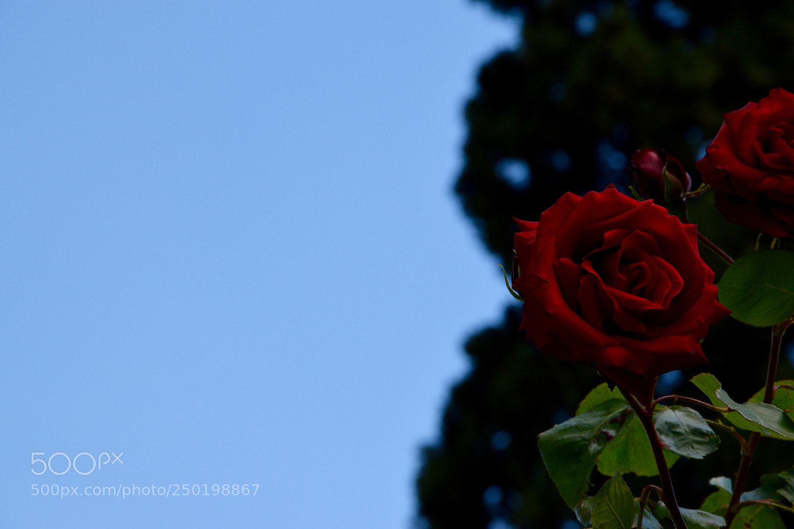 Nikon D3300 sample photo. My blue sky photography