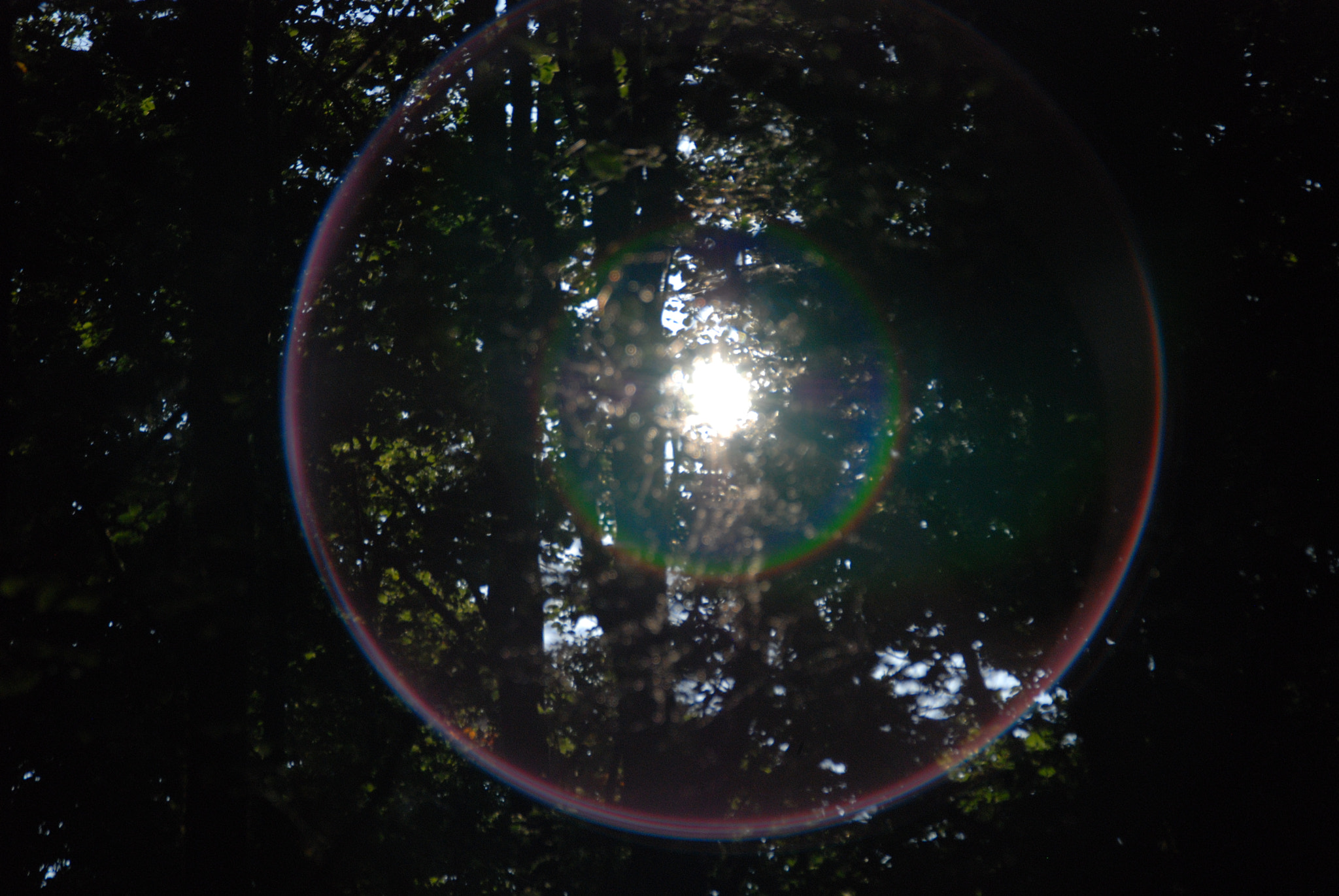 Nikon D80 sample photo. Sunflare photography