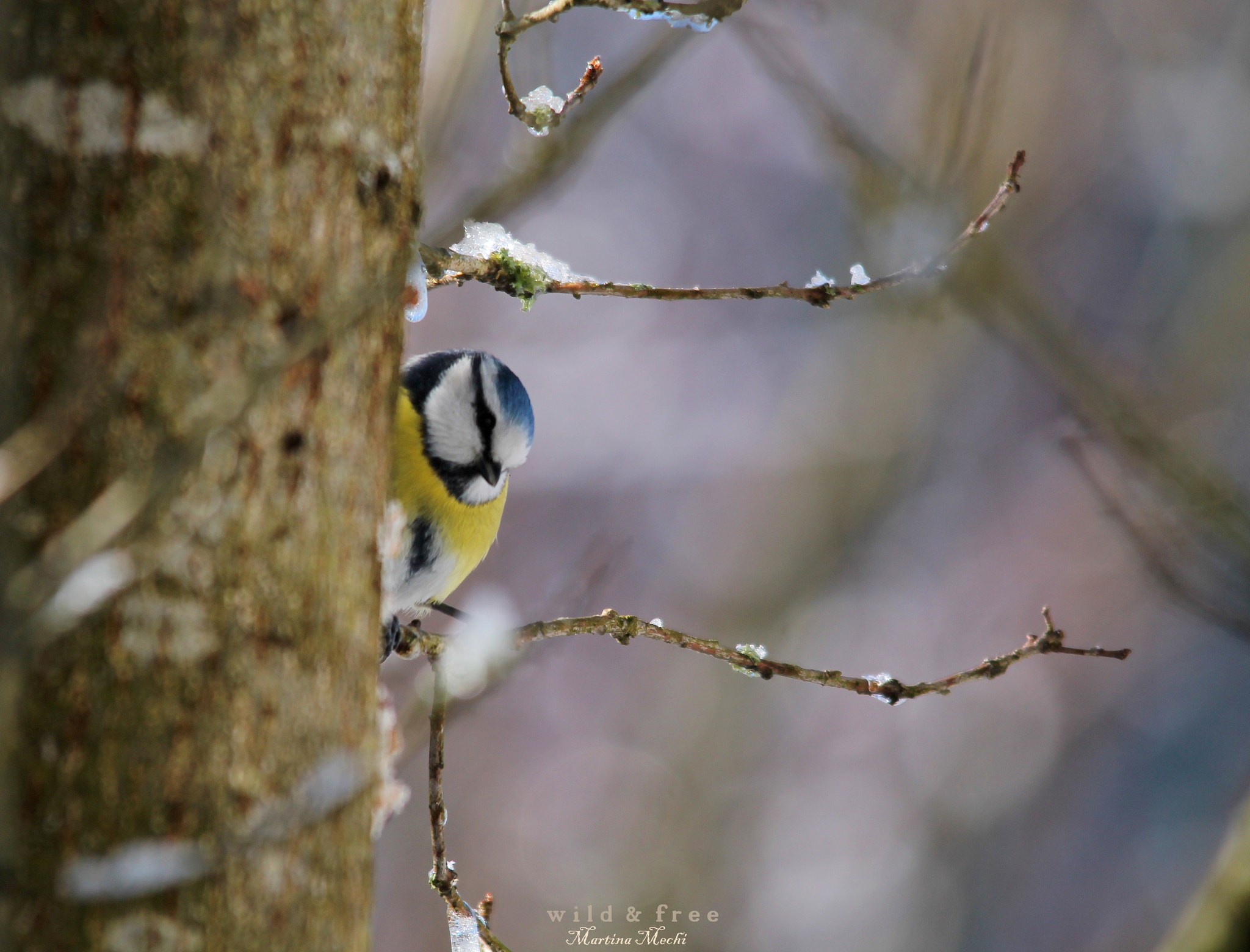 Sigma 150-500mm F5-6.3 DG OS HSM sample photo. * guckucks* photography