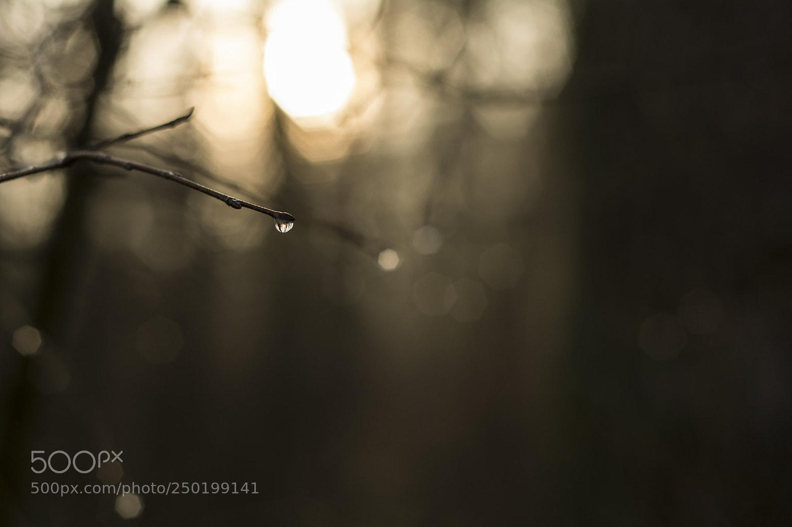 Nikon D7100 sample photo. Morning drop photography