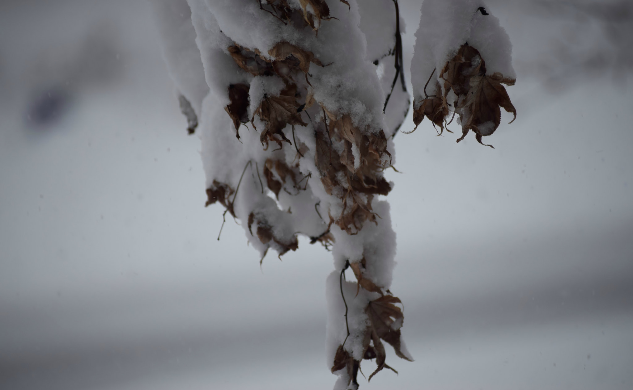 Nikon D5300 sample photo. Spring??? photography
