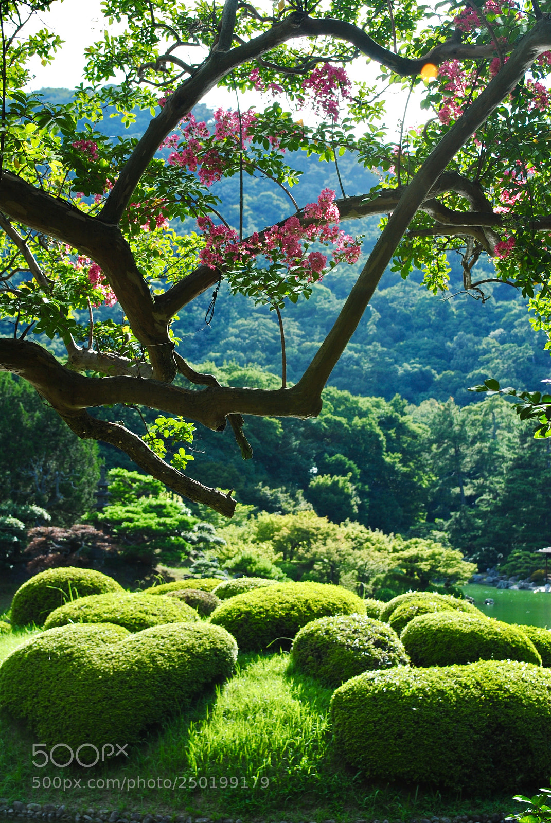 Nikon D3000 sample photo. Japanese garden ii photography