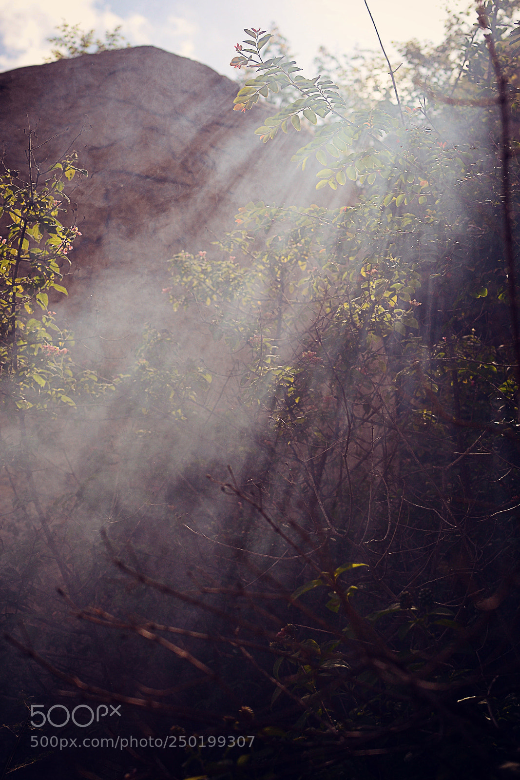 Nikon D3100 sample photo. Smoke in forest photography