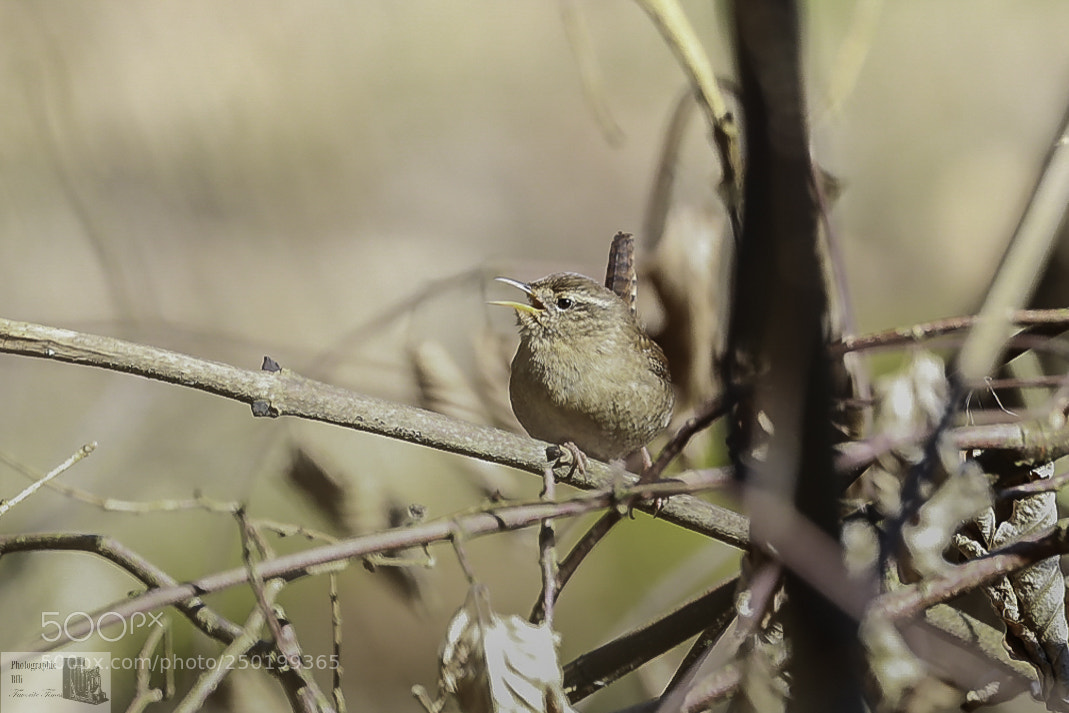 Canon EOS-1D X Mark II sample photo. Singing wren photography