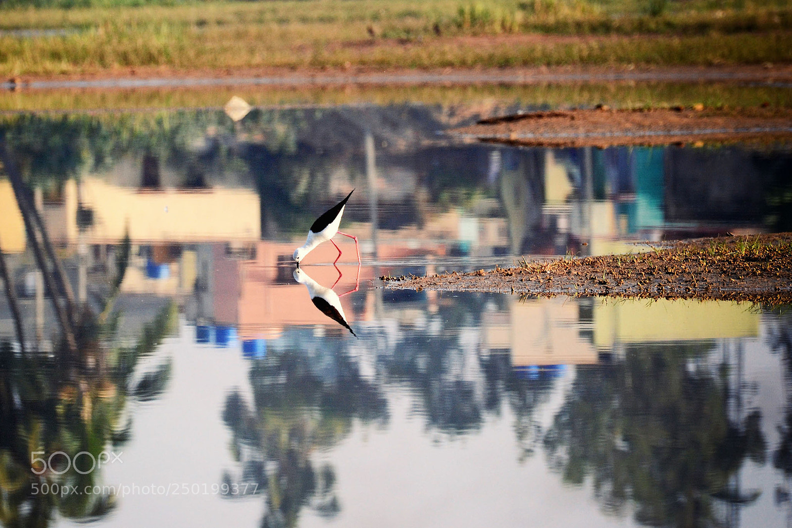 Nikon D3100 sample photo. Bird reflection photography