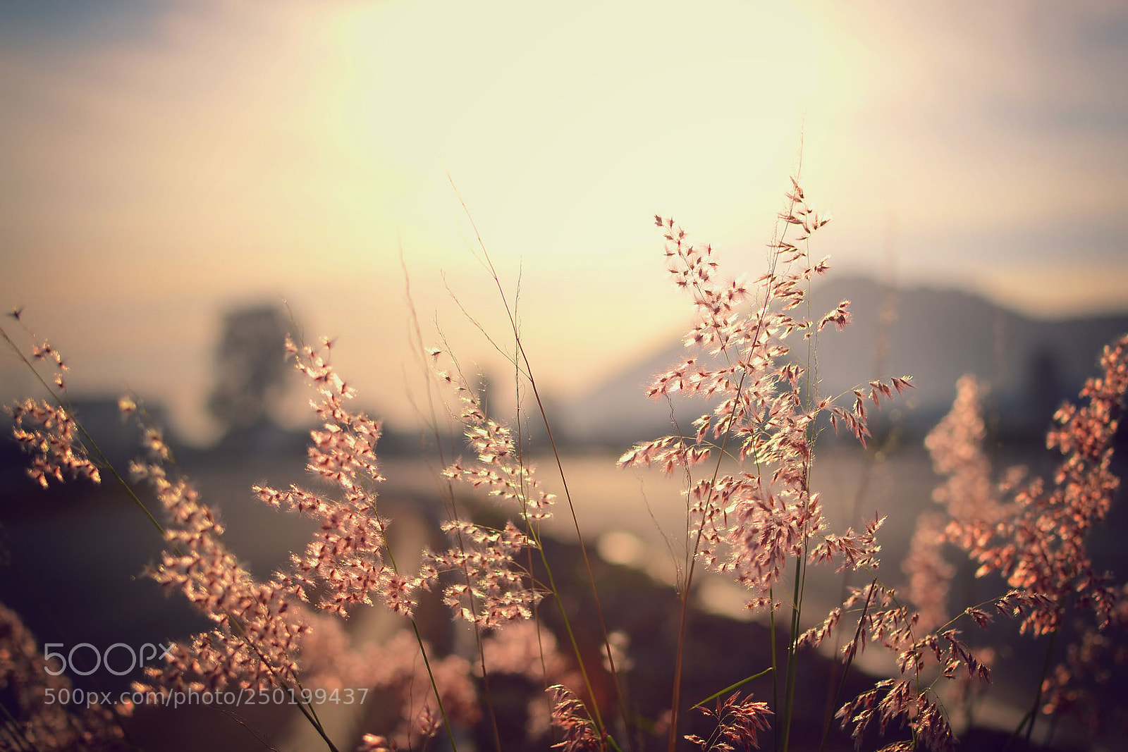 Nikon D3100 sample photo. When grass blooms photography