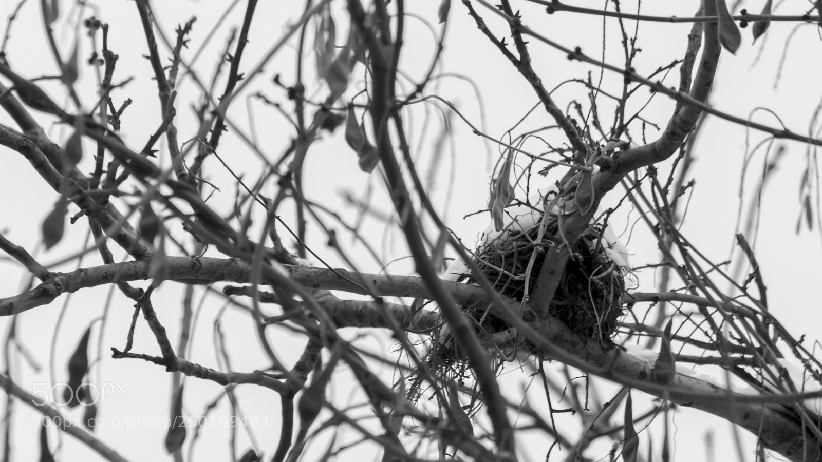 Canon EOS 700D (EOS Rebel T5i / EOS Kiss X7i) sample photo. Long live the spring photography