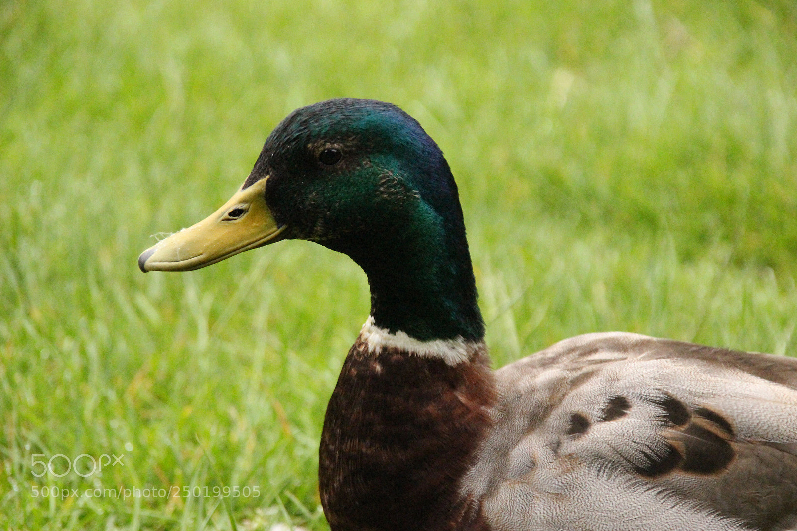 Canon EOS 100D (EOS Rebel SL1 / EOS Kiss X7) sample photo. Wildlife photography
