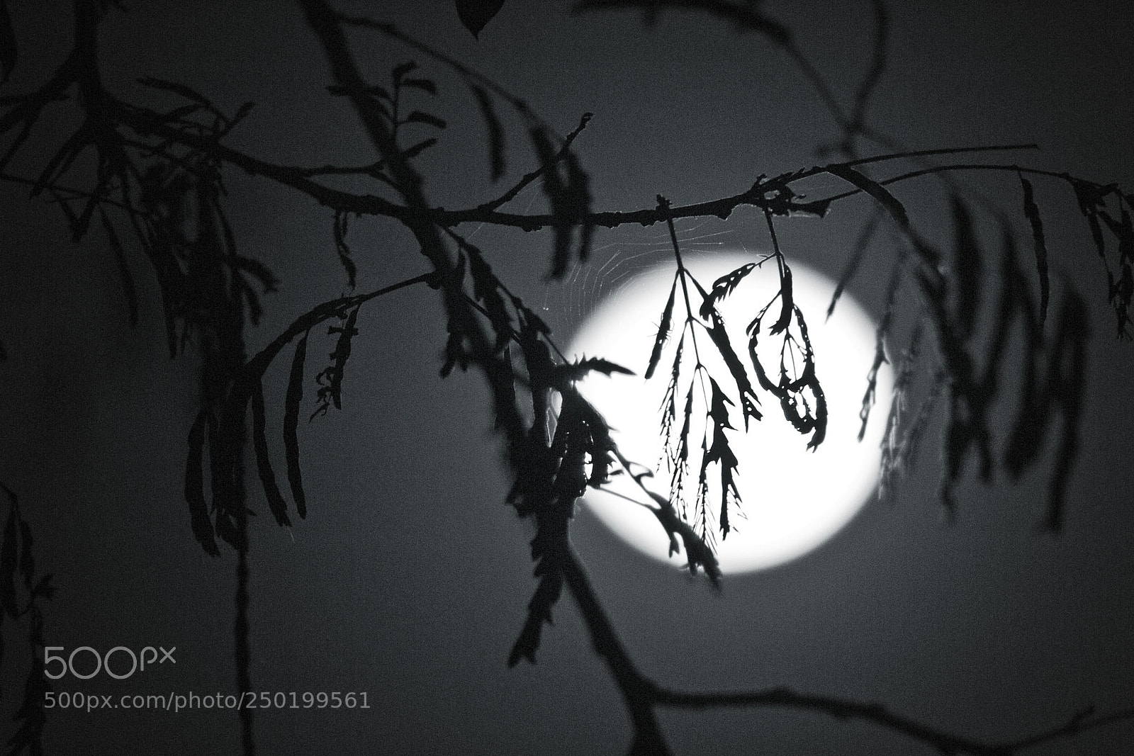 Nikon D3100 sample photo. The full moon photography