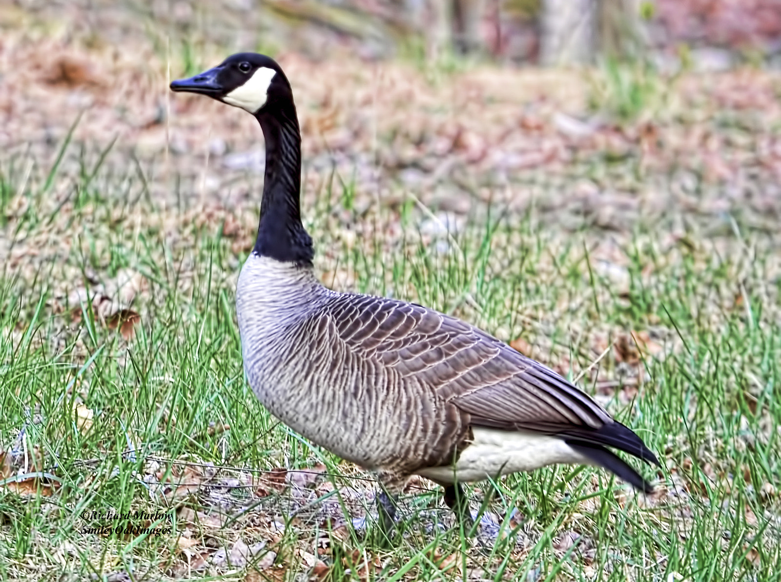 Nikon D5000 sample photo. Wild goose photography