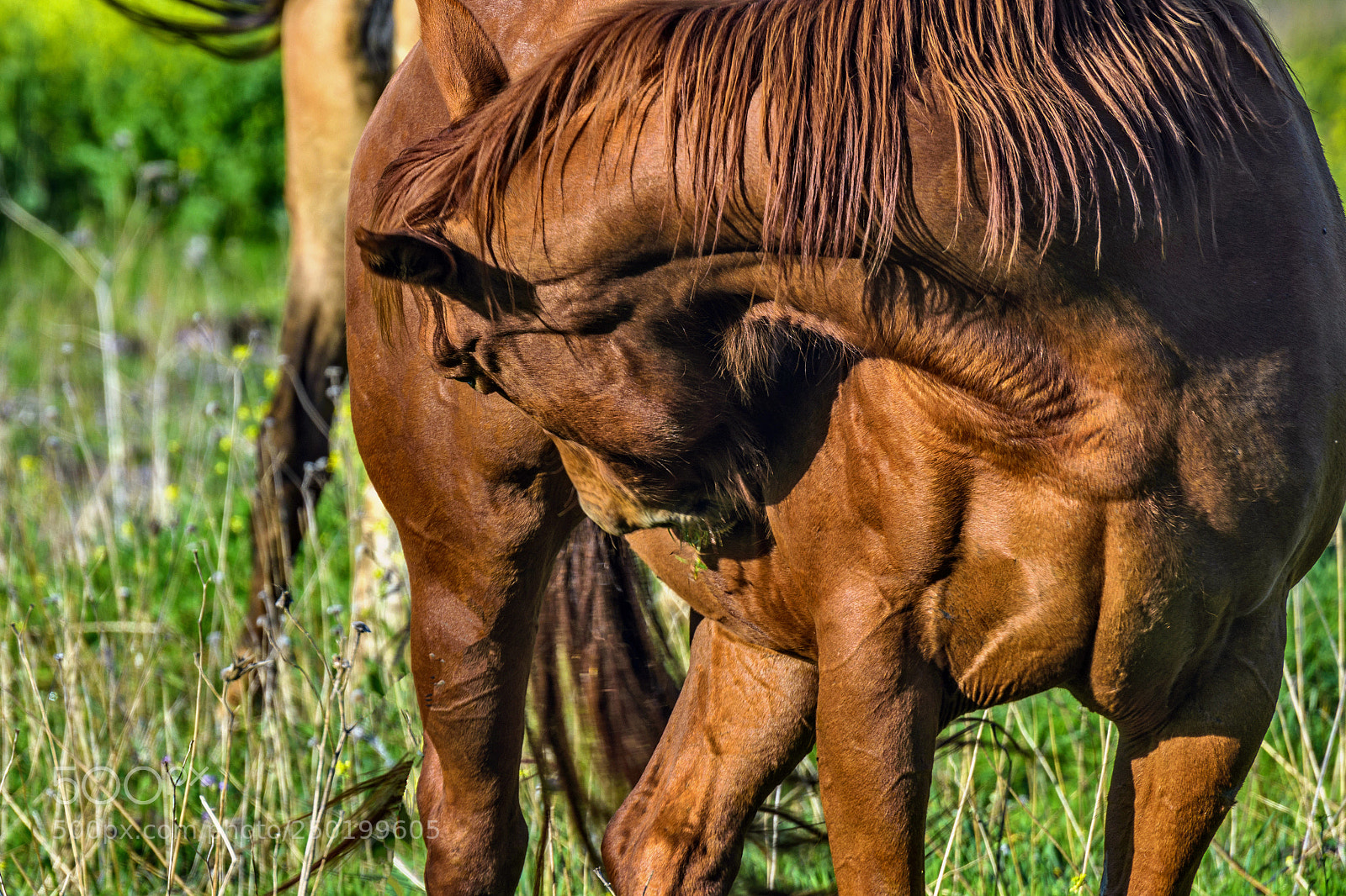 Nikon D7200 sample photo. One horsepower! photography