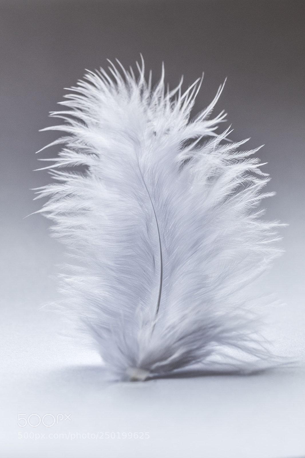 Canon EOS 7D Mark II sample photo. Feather photography