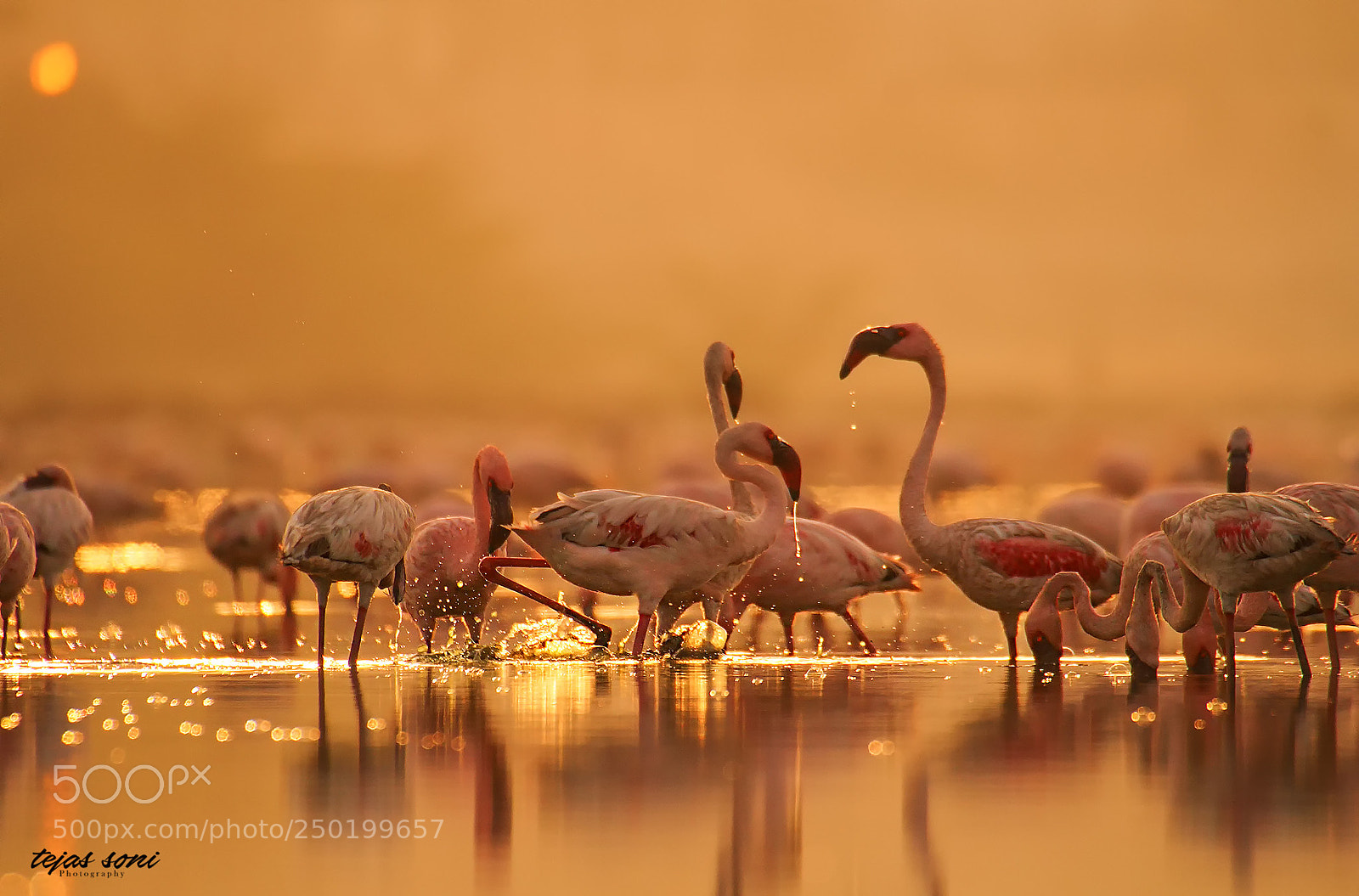 Canon EOS 7D sample photo. Lesser flamingo photography