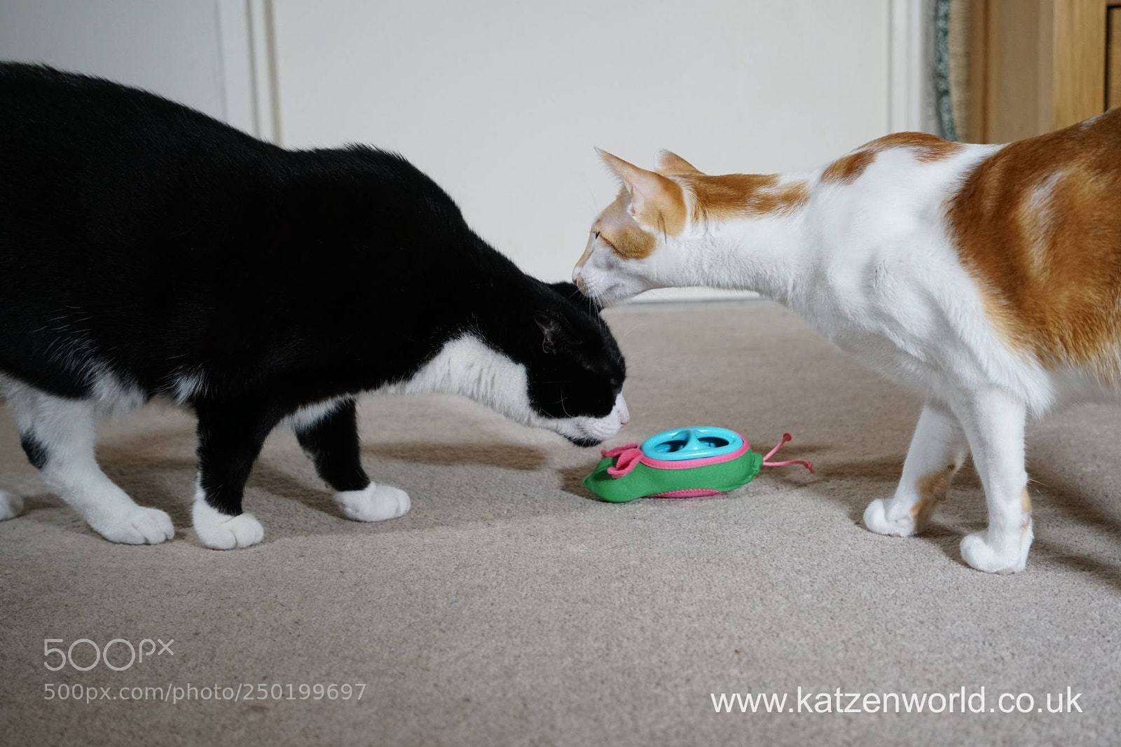 Sony a6300 sample photo. Oliver amp renegade a photography