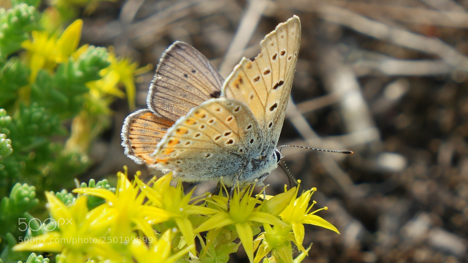 Samsung NX500 sample photo. Butterfly photography