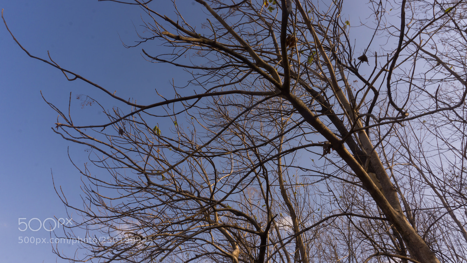 Sony a6000 sample photo. The trees' hairfall photography