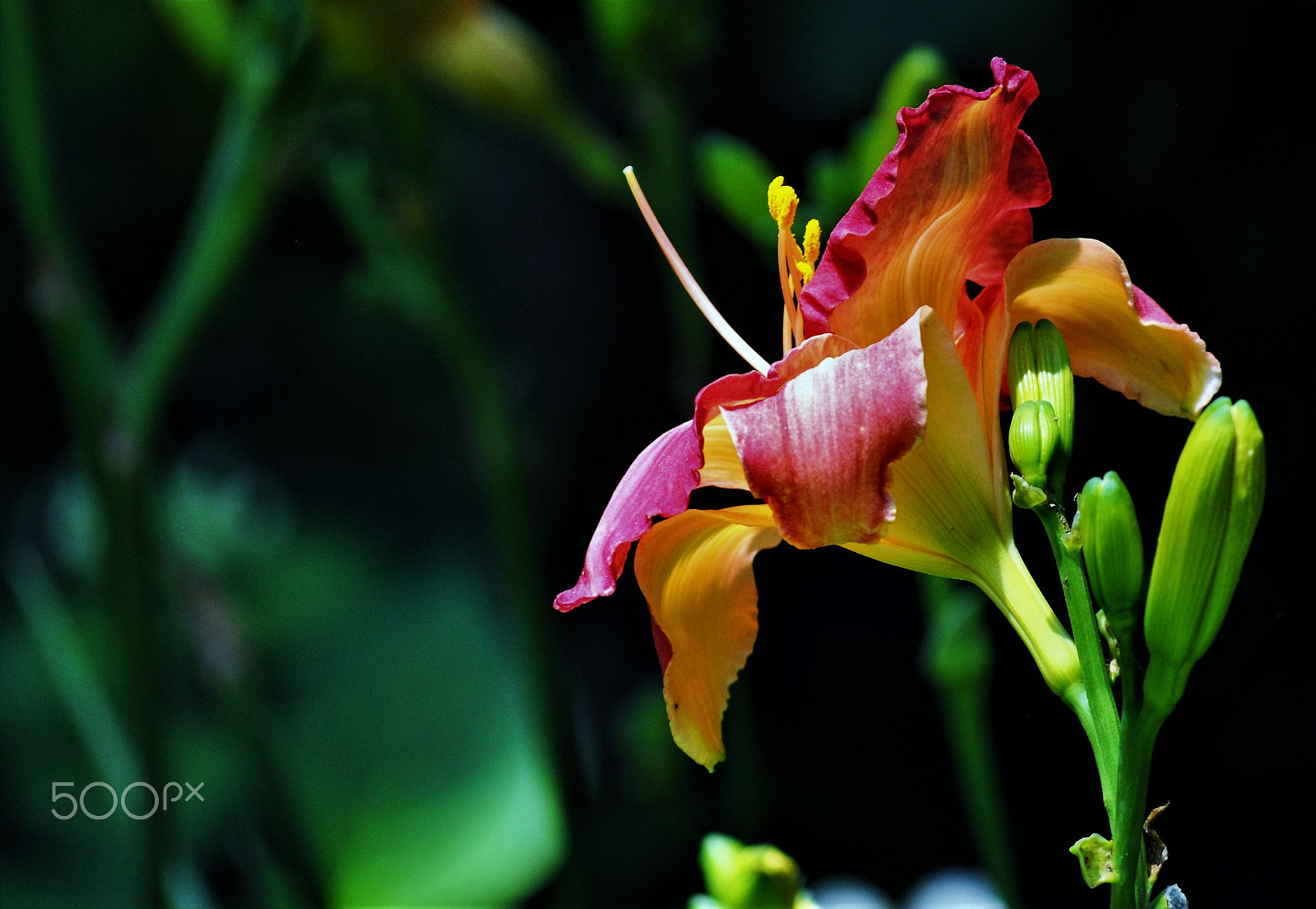 Nikon D5000 sample photo. Naturschönheit photography