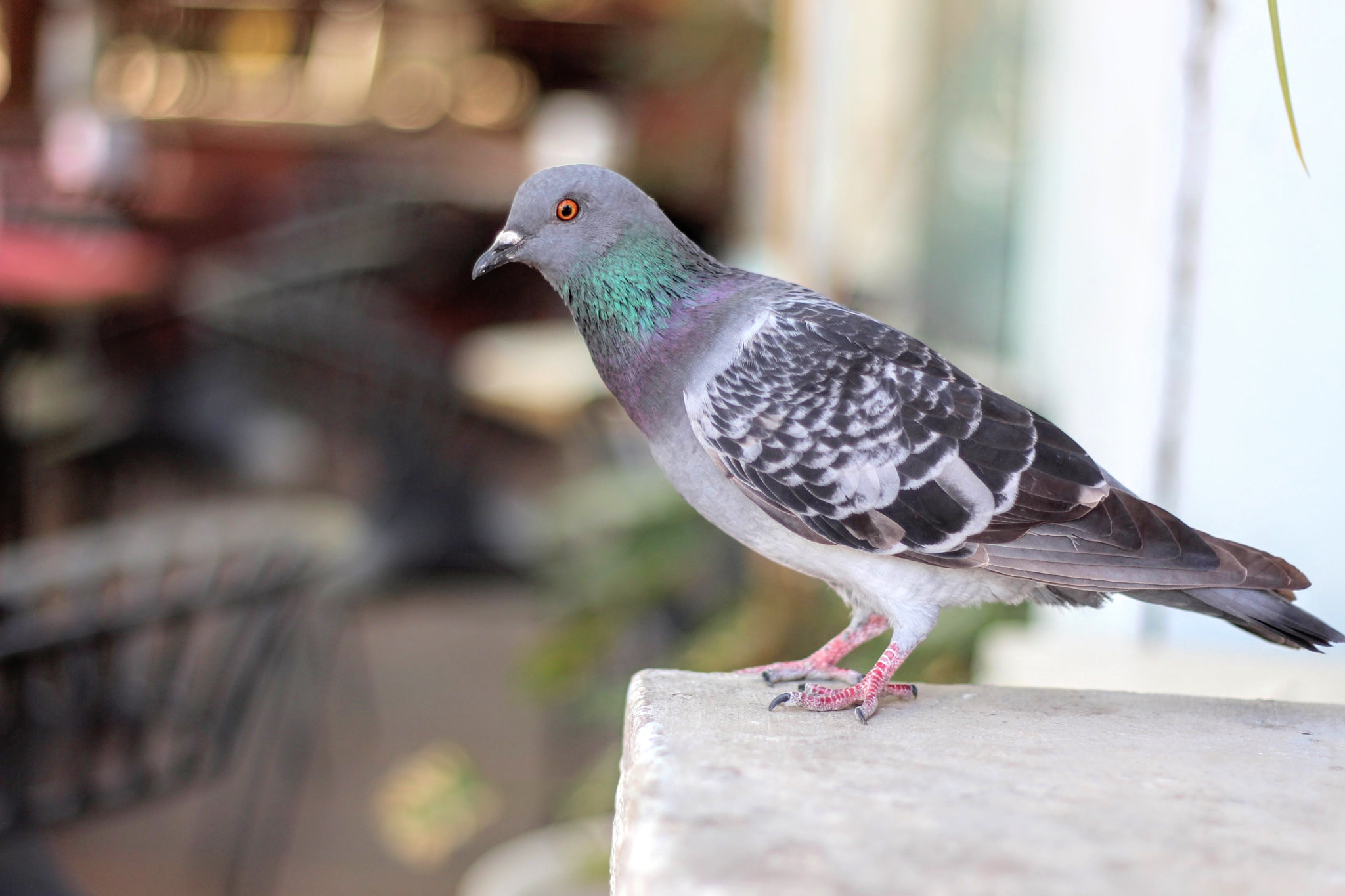 Canon EOS 700D (EOS Rebel T5i / EOS Kiss X7i) + Canon EF 50mm F1.8 II sample photo. Pigeon in the city photography