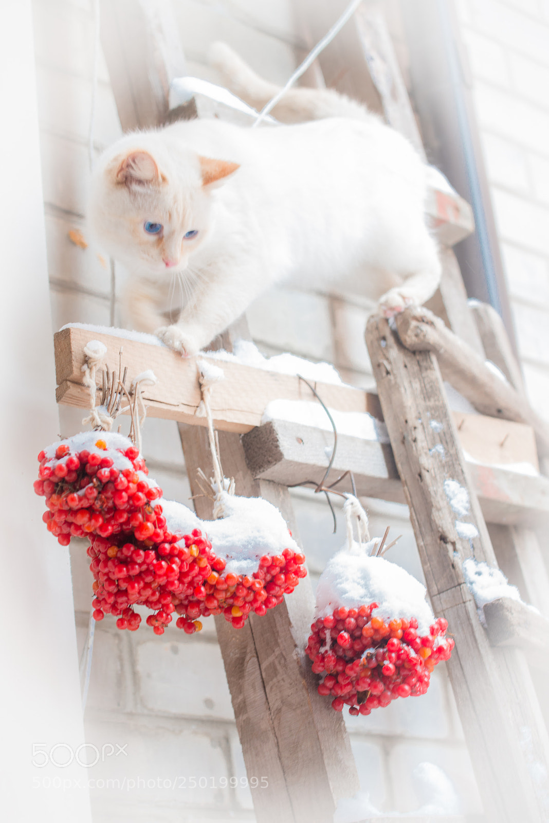 Nikon D800 sample photo. White ghost returns photography