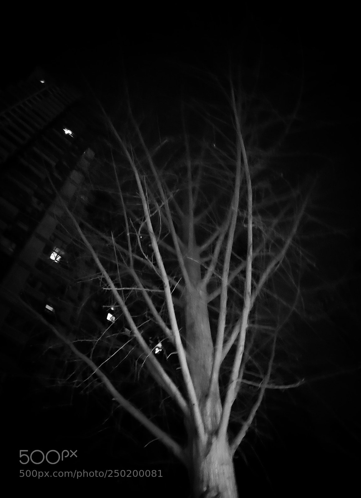 Samsung Galaxy S9+ sample photo. 夜晚的树 photography