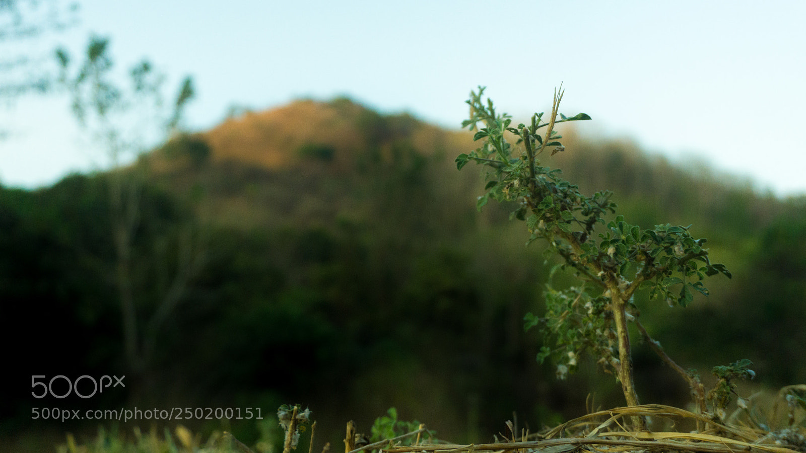 Sony a6000 sample photo. Nature's craft photography