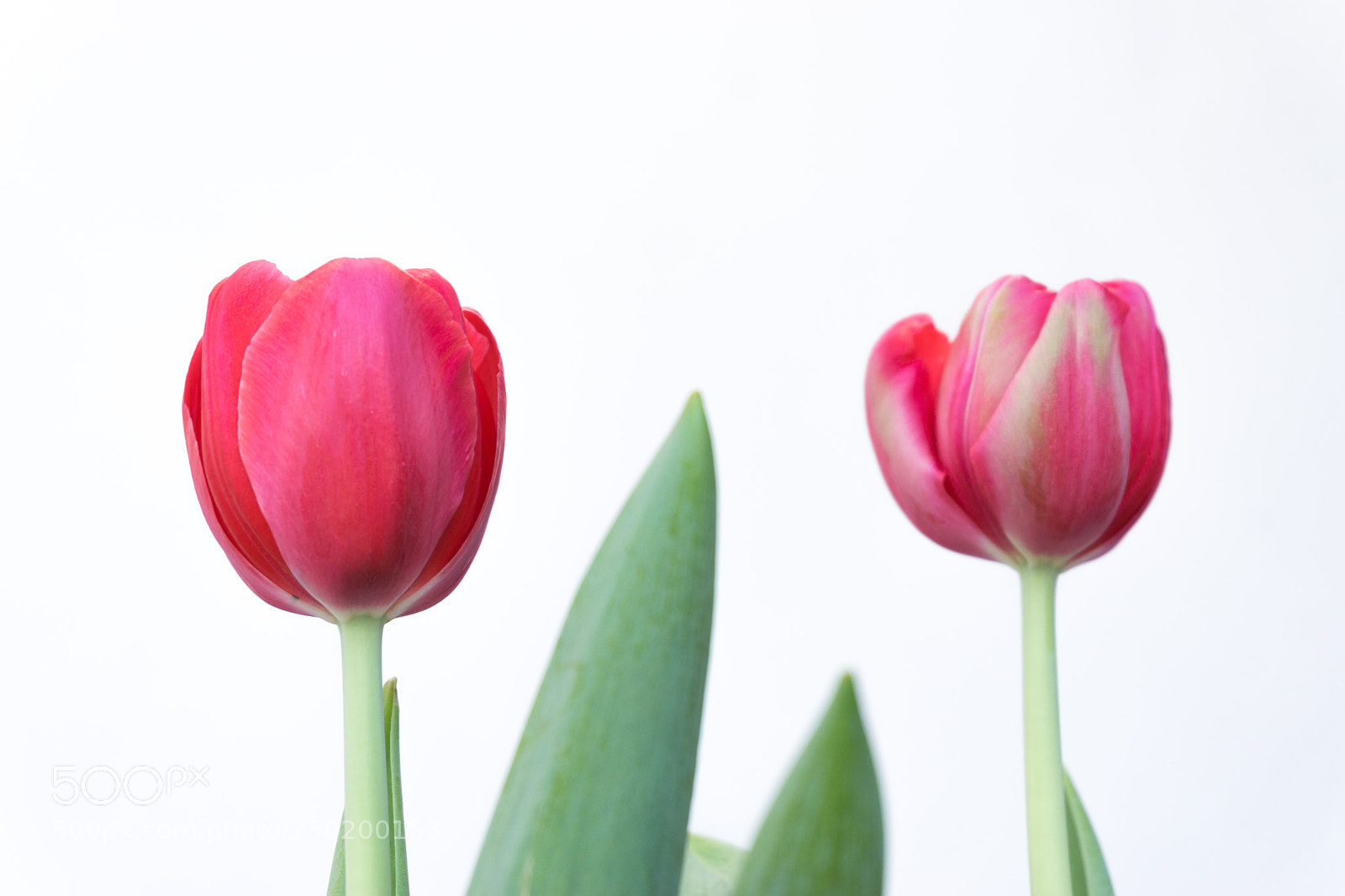 Sony a6000 sample photo. My tulips photography