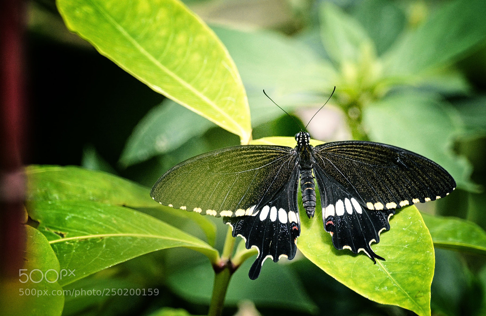 Nikon D3100 sample photo. Butterfly photography