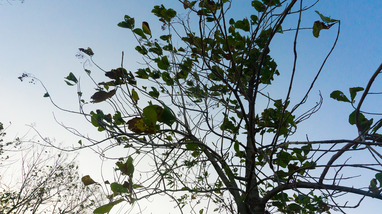 Sony a6000 sample photo. Nature's craft photography
