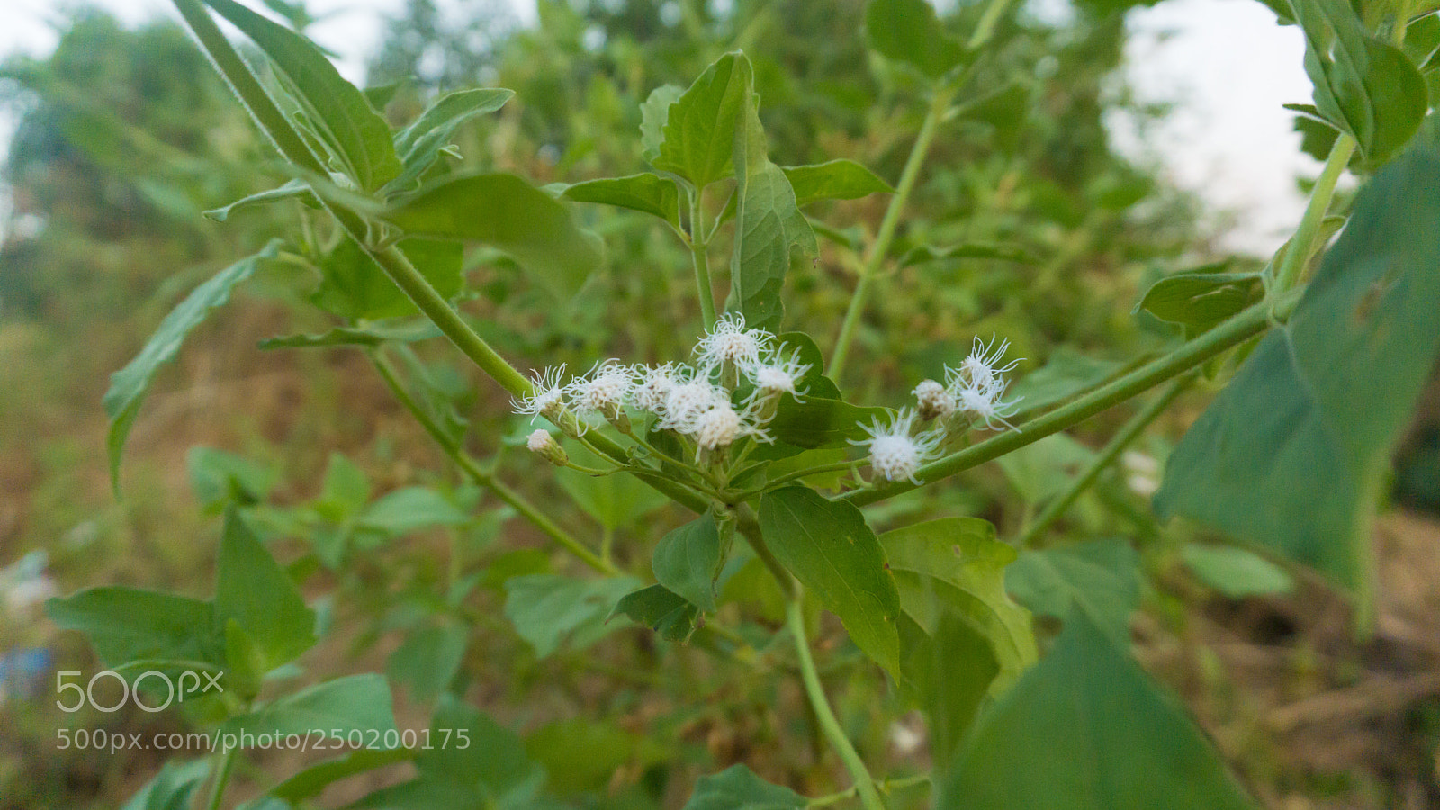 Sony a6000 sample photo. Nature's craft photography
