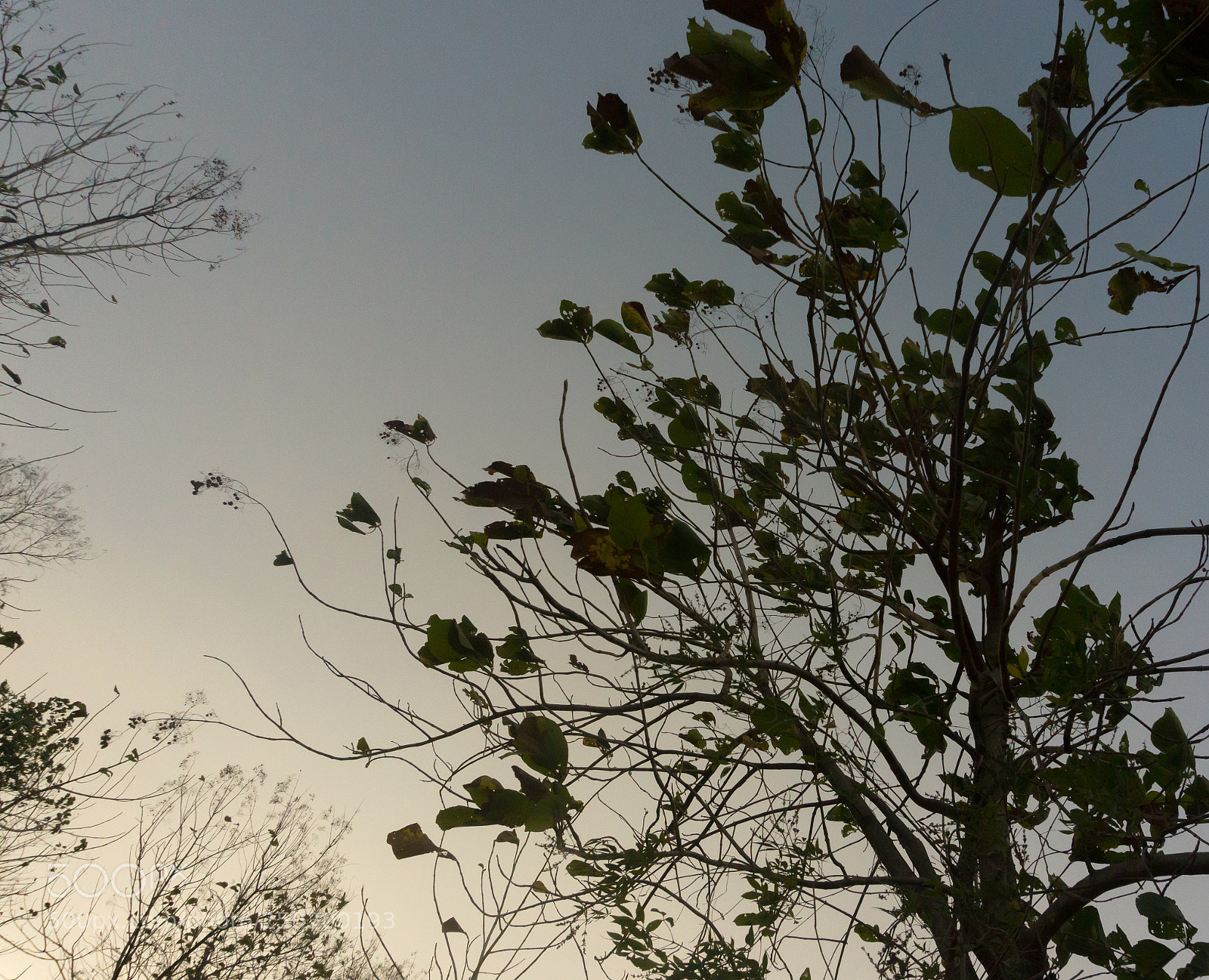 Sony a6000 sample photo. Nature's craft photography