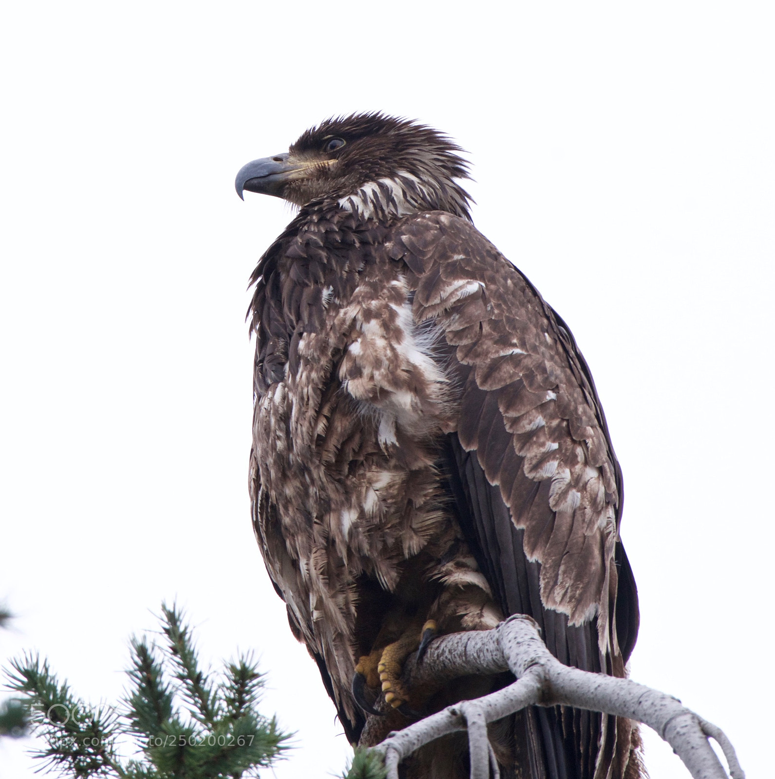 Nikon D800 sample photo. Juvenile bald eagle photography