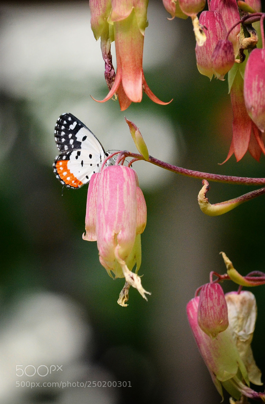 Nikon D3100 sample photo. Butterfly and flower photography