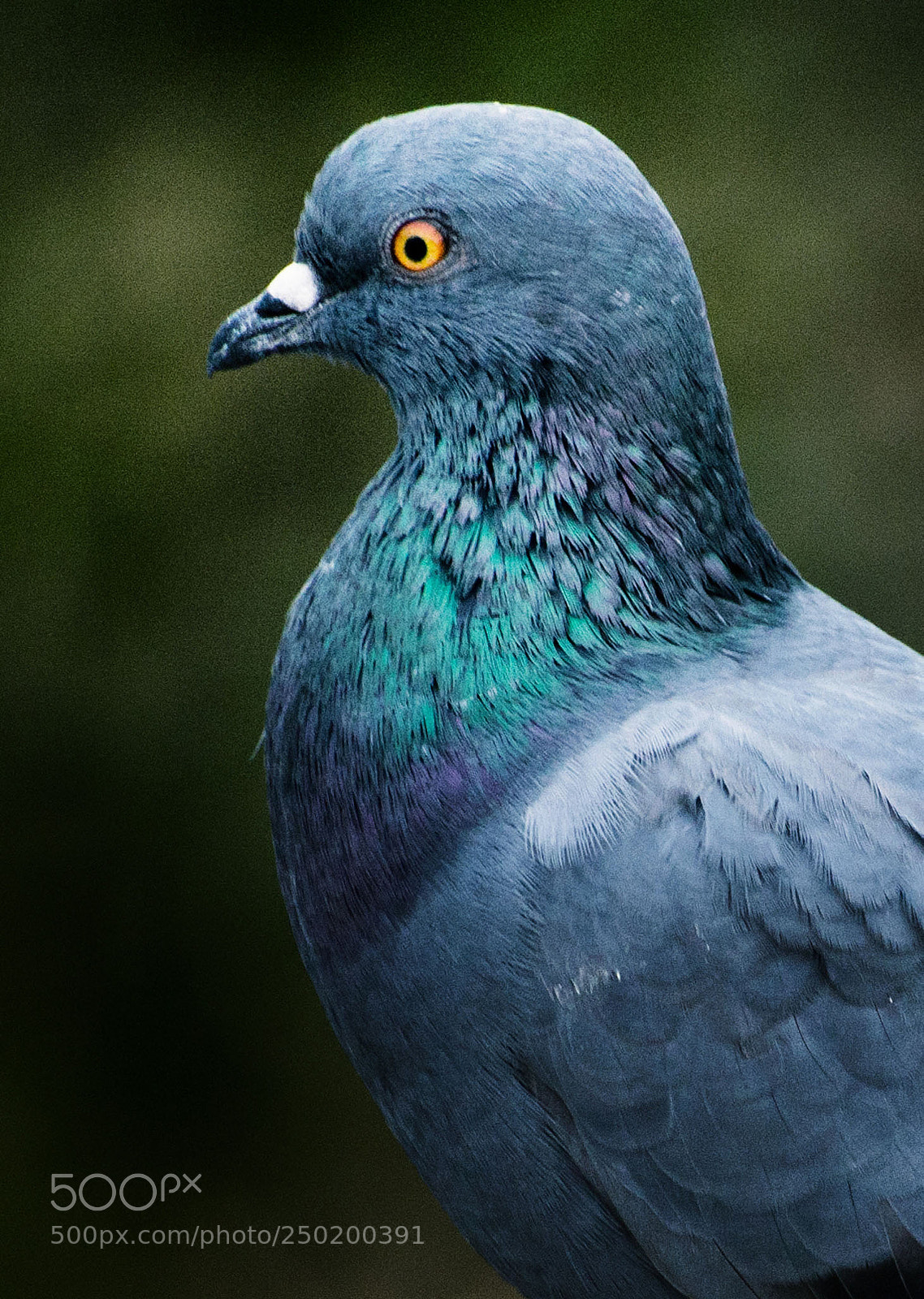 Nikon D3100 sample photo. Angry bird photography