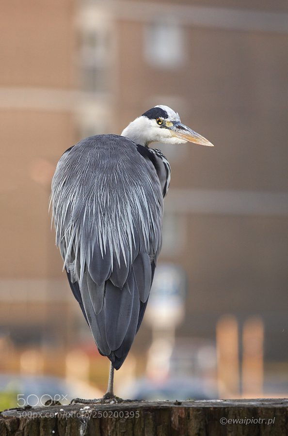 Canon EOS 50D sample photo. Heron in amsterdam photography