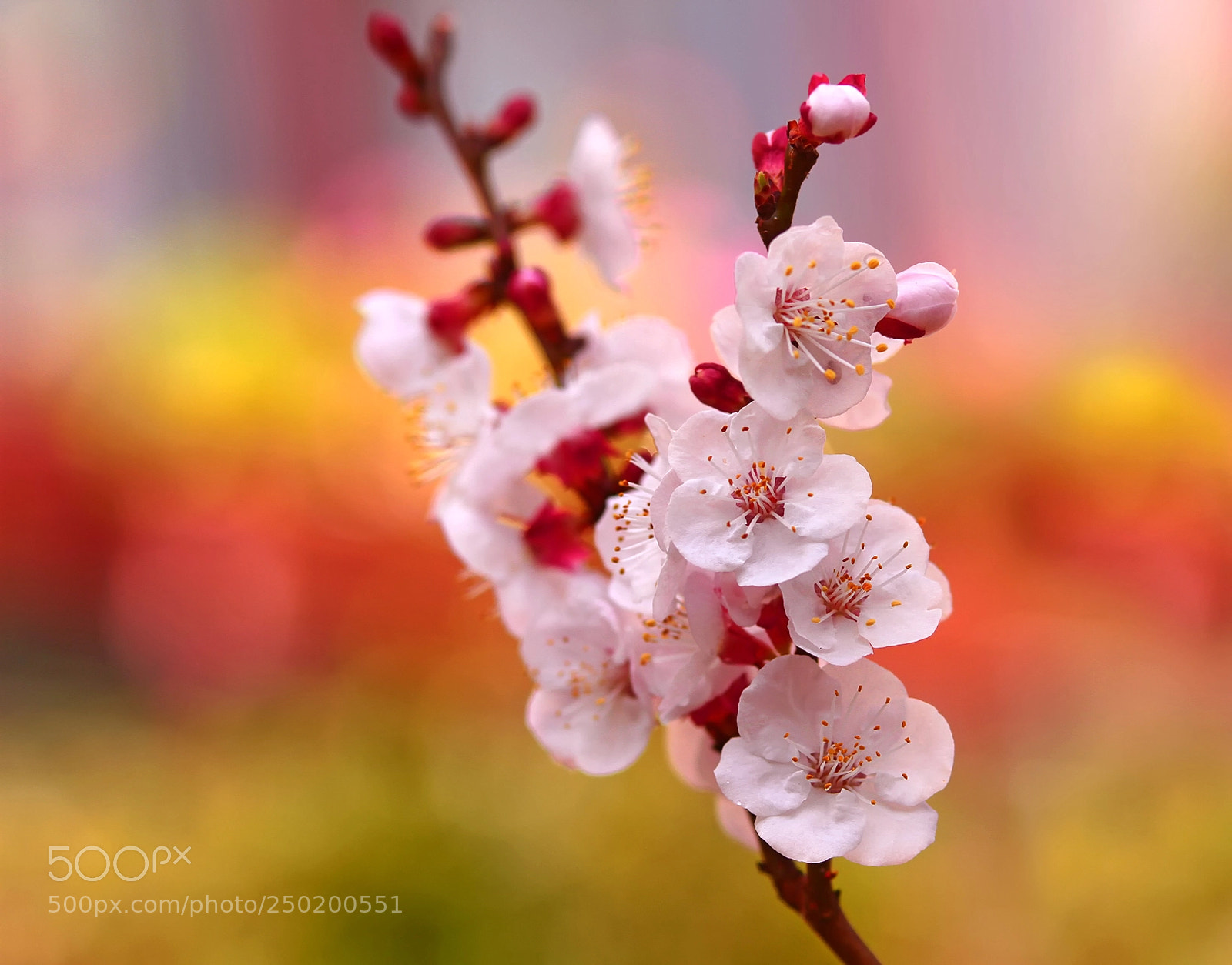 Canon EOS 7D sample photo. What a wonderful world! photography