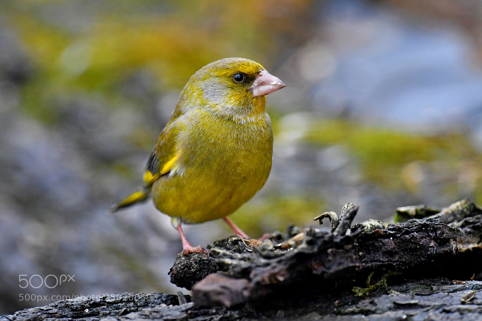 Nikon D500 sample photo. Greenfinch photography