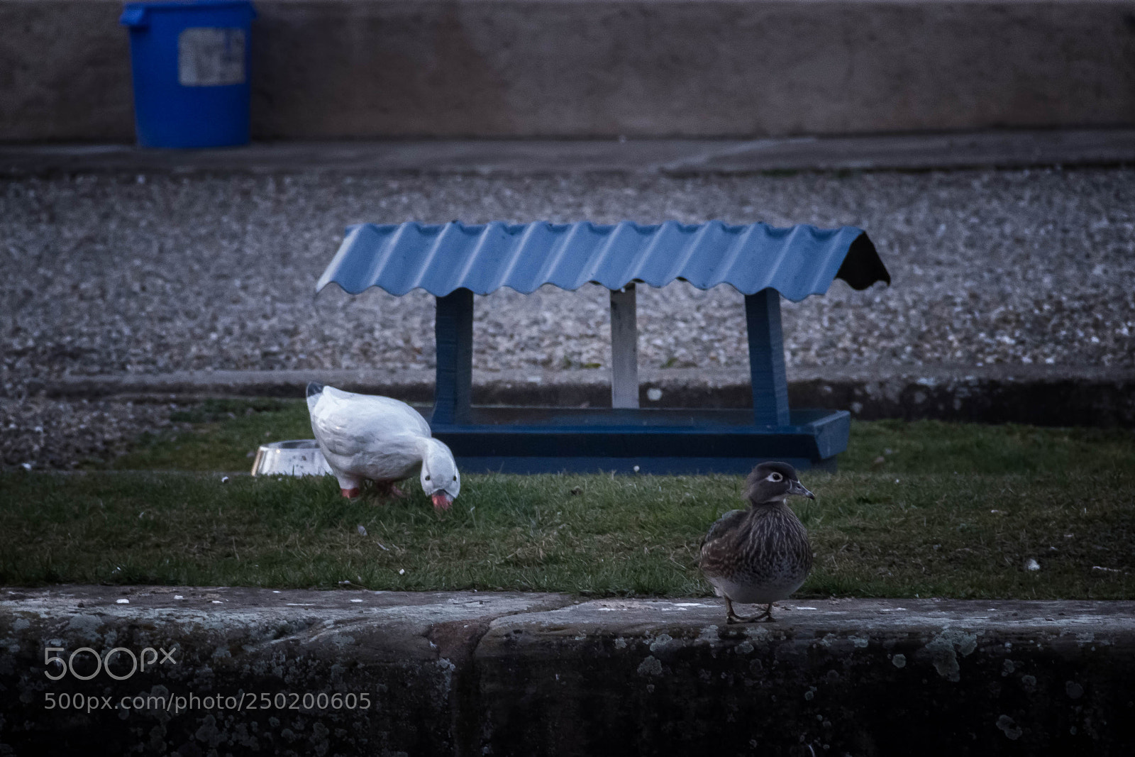 Canon EOS 600D (Rebel EOS T3i / EOS Kiss X5) sample photo. Une dr le de photography